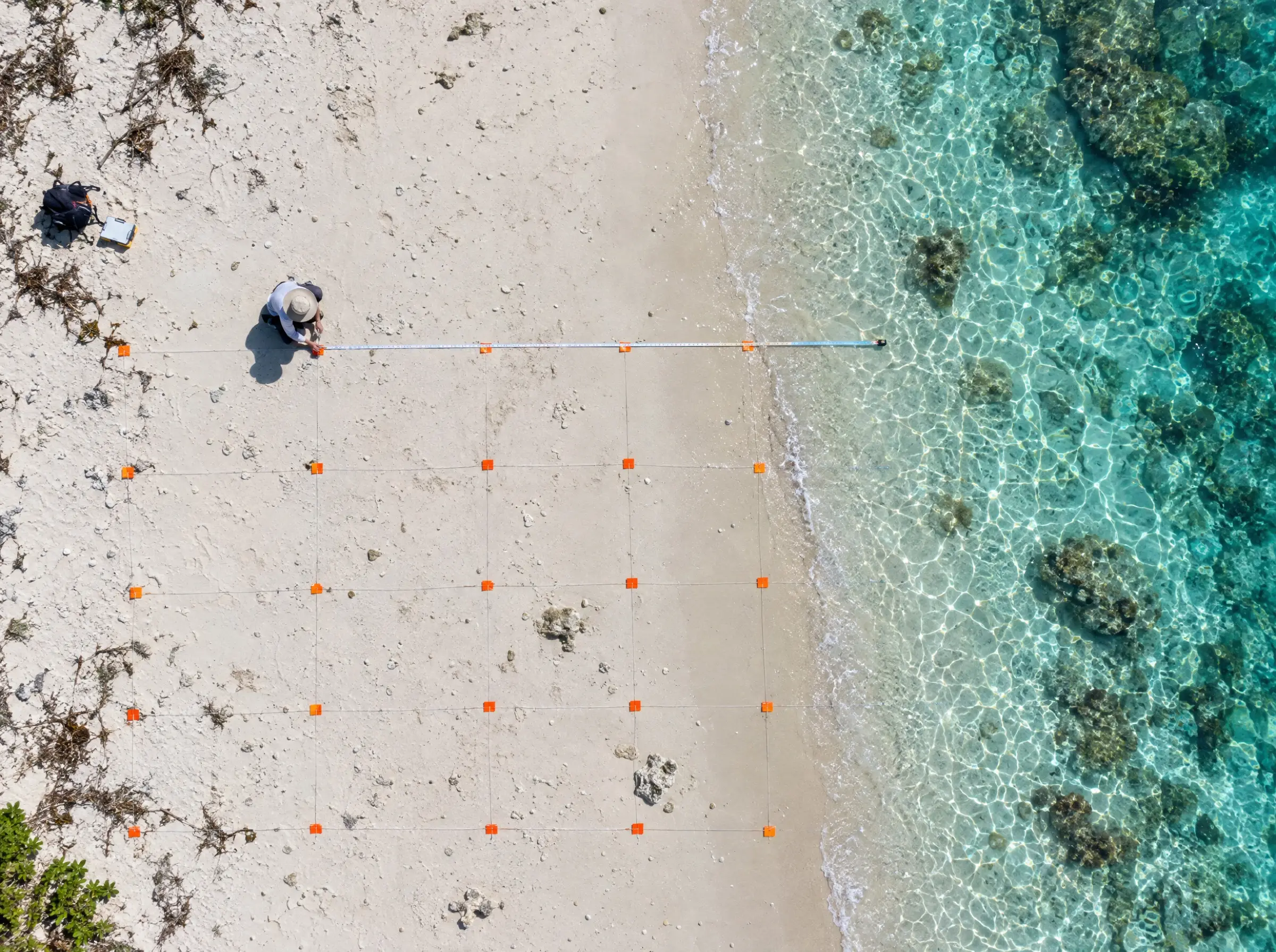 A survey grid of orange markers laid out on white sand beside clear shallows, a researcher crouched at one corner